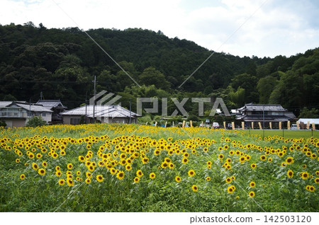 sunflower sunflower 142503120