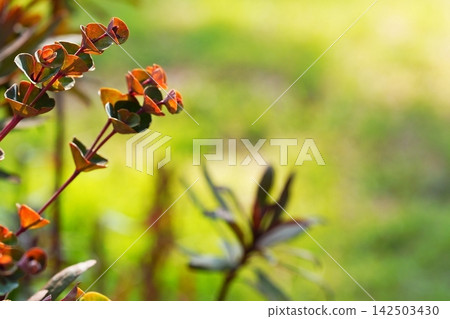 Red leaves shining in the backlight, and the green surroundings. Red leaves shining in the backlight, and the green surroundings. 142503430
