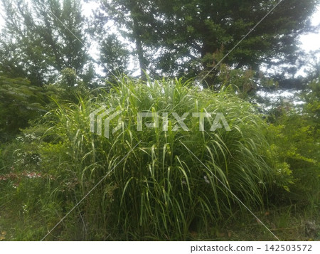 小島公園裡的雜色蒲葦 小島公園裡的雜色蒲葦 142503572