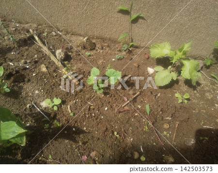 由蜀葵根莖培育的幼苗，蜀葵在夏季會開出豐碩的花朵。 142503573