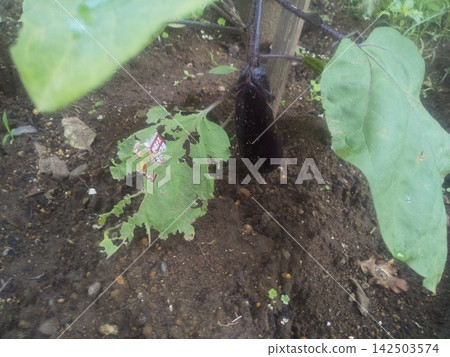 The eggplant of my home that I bought from the seedlings is the harvest time The eggplant of my home that I bought from the seedlings is the harvest time 142503574