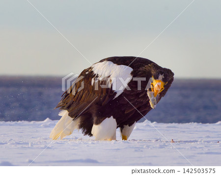 A Steller's sea eagle in the snow with a fish in its beak (Hokkaido) 142503575