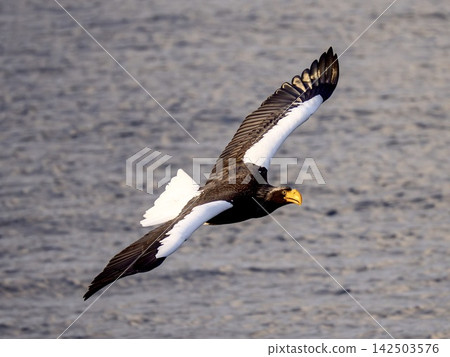 A Steller's sea eagle flying over the winter sea (Hokkaido) 142503576