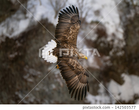 A white-tailed eagle flying against a backdrop of snow-covered mountains (Hokkaido) 142503577