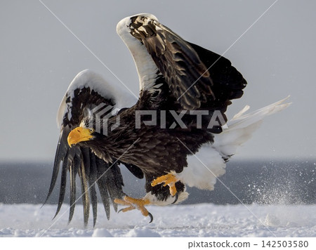 A Steller's sea eagle landing on the snow (Hokkaido) A Steller's sea eagle landing on the snow (Hokkaido) 142503580