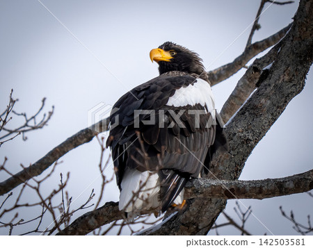 A Steller's sea eagle perched on a tree branch (winter in Hokkaido) A Steller's sea eagle perched on a tree branch (winter in Hokkaido) 142503581