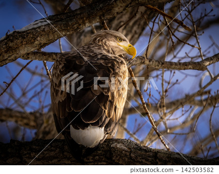 A white-tailed eagle perched on a tree branch against a blue sky (Hokkaido) A white-tailed eagle perched on a tree branch against a blue sky (Hokkaido) 142503582