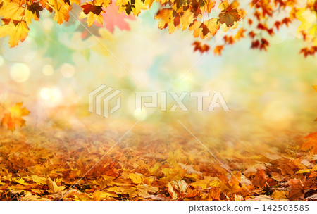 Fall scene in yellow color shades. Autumn background with shadow of maple tree leaves Fall scene in yellow color shades. Autumn background with shadow of maple tree leaves 142503585