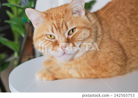 Domestic ginger tabby cat with striped fur and yellow eyes lying on white table Domestic ginger tabby cat with striped fur and yellow eyes lying on white table 142503753
