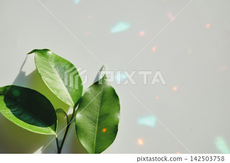 Green leaves from ficus plant with water drops on white background with colorful highlights Green leaves from ficus plant with water drops on white background with colorful highlights 142503758