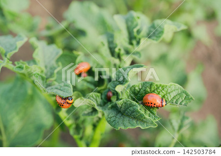Colorado potato beetle larvae feeding on potato plant 142503784