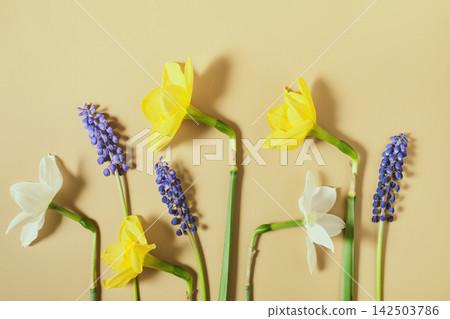 Yellow daffodils and blue muscari flowers forming decorative natural rhythmic composition Yellow daffodils and blue muscari flowers forming decorative natural rhythmic composition 142503786