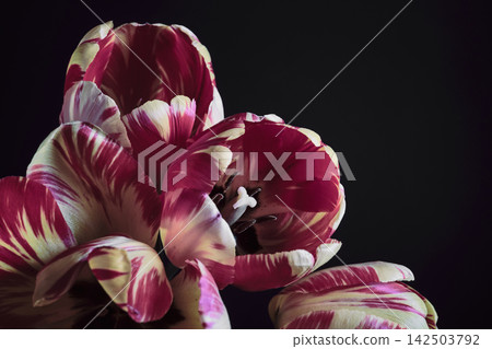 Close up of colorful striped tulip blossoms On black background Close up of colorful striped tulip blossoms On black background 142503792
