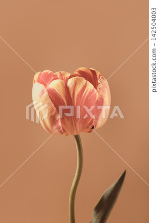 Tulip bloom showing delicate petals and gentle colors against simple backdrop Tulip bloom showing delicate petals and gentle colors against simple backdrop 142504003