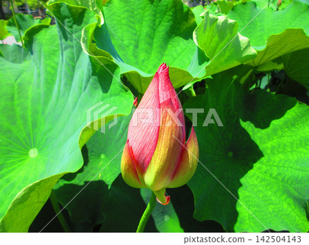 A scene of lotus flowers in Adachi Horinouchi Park (Adachi Ward, Tokyo) (photographed in 2026) A scene of lotus flowers in Adachi Horinouchi Park (Adachi Ward, Tokyo) (photographed in 2026) 142504143