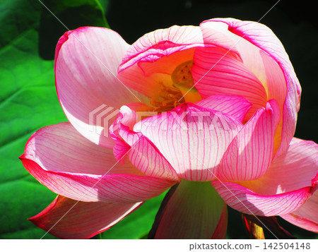 A scene of lotus flowers in Adachi Horinouchi Park (Adachi Ward, Tokyo) (photographed in 2026) 142504148