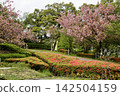A garden full of blooming azaleas 142504159