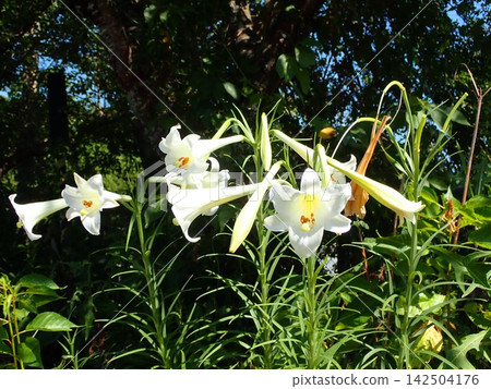 easter lily easter lily 142504176