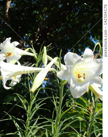easter lily easter lily 142504178