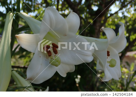 easter lily easter lily 142504184