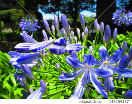 A scene of agapanthus flowers at Urban Agricultural Park (Adachi Ward, Tokyo) (photographed in 2026) A scene of agapanthus flowers at Urban Agricultural Park (Adachi Ward, Tokyo) (photographed in 2026) 142504187