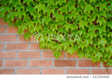 Green ivy leaves growing and creeping on a red brick wall background 142504400