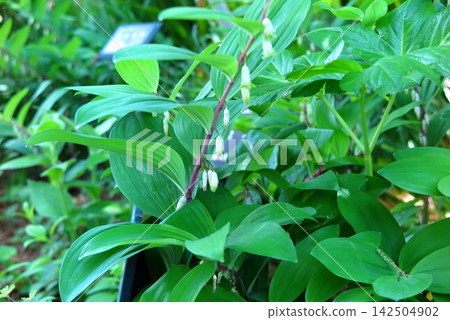 Polygonatum odoratum, displayed in the medicinal plant section of the botanical garden. 142504902