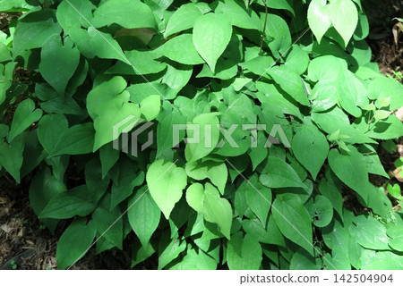 植物園藥用植物區展出的淫羊藿(Epimedium grandiflorum)。 植物園藥用植物區展出的淫羊藿(Epimedium grandiflorum)。 142504904