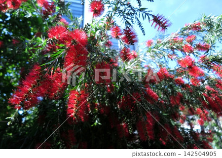 瓶刷樹（Callistemon）開出的鮮紅色花簇（向上看）。 142504905