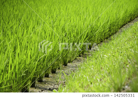 Green rice plants and summer rice paddy landscapes, Japanese agriculture Green rice plants and summer rice paddy landscapes, Japanese agriculture 142505331