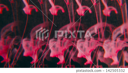 Defocused pink smoke. Cloud fume paint. Vibrant acrylic color haze mist rainbow pigment bright texture spill on abstract background. Defocused pink smoke. Cloud fume paint. Vibrant acrylic color haze mist rainbow pigment bright texture spill on abstract background. 142505332