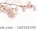A soft spring background with pale pink cherry blossoms in bloom. 142505395