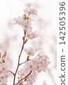 A soft spring background with pale pink cherry blossoms in bloom. 142505396