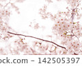 A soft spring background with pale pink cherry blossoms in bloom. 142505397