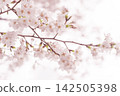 A soft spring background with pale pink cherry blossoms in bloom. 142505398