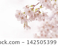 A soft spring background with pale pink cherry blossoms in bloom. 142505399