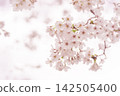 A soft spring background with pale pink cherry blossoms in bloom. 142505400