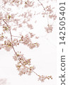 A soft spring background with pale pink cherry blossoms in bloom. 142505401