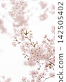 A soft spring background with pale pink cherry blossoms in bloom. 142505402