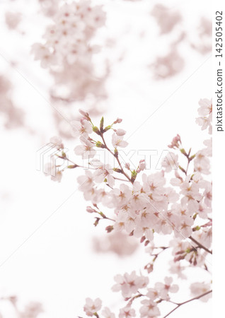 A soft spring background with pale pink cherry blossoms in bloom. A soft spring background with pale pink cherry blossoms in bloom. 142505402