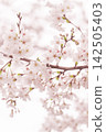 A soft spring background with pale pink cherry blossoms in bloom. 142505403