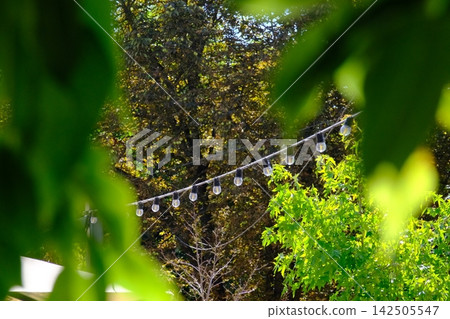 String Lights Hanging Among Lush Green Trees Creating Cozy Outdoor Garden Atmosphere for Summer Events Parties and Relaxing Recreation String Lights Hanging Among Lush Green Trees Creating Cozy Outdoor Garden Atmosphere for Summer Events Parties and Relaxing Recreation 142505547
