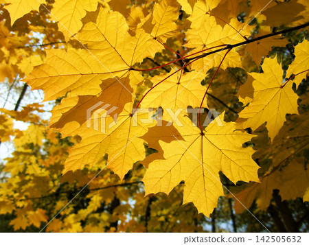 Sunlit Golden Maple Foliage in Autumn Garden Sunlit Golden Maple Foliage in Autumn Garden 142505632