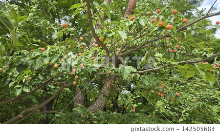 Red spherical fruits of Cornus kousa ripening in early autumn Red spherical fruits of Cornus kousa ripening in early autumn 142505683