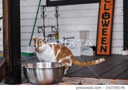 Orange and White Cat Beside Bowl and Halloween Porch Sign Orange and White Cat Beside Bowl and Halloween Porch Sign 142506146