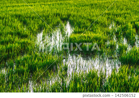 Rice plants growing in shallow water of flooded paddy field in Ebro Delta Natural Park, Catalonia, Spain Rice plants growing in shallow water of flooded paddy field in Ebro Delta Natural Park, Catalonia, Spain 142506152