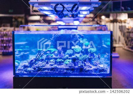 Blue Lit Saltwater Coral Reef Aquarium Blue Lit Saltwater Coral Reef Aquarium 142506202