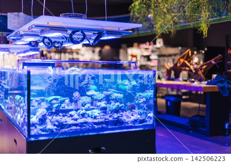 Coral Reef Aquarium Under Blue LED Lights Coral Reef Aquarium Under Blue LED Lights 142506223
