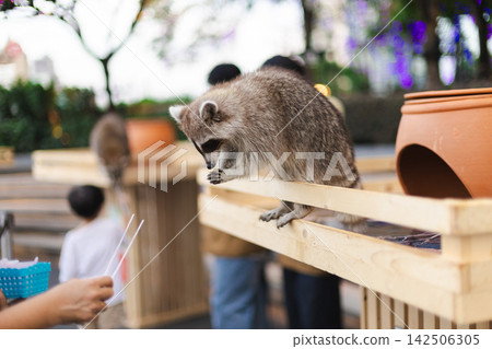 Raccoon Looking Down from Wooden Enclosure Rail at Bangkok Petting Zoo Raccoon Looking Down from Wooden Enclosure Rail at Bangkok Petting Zoo 142506305