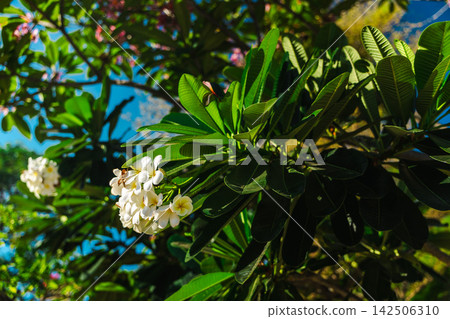 Sunlit White Frangipani Blossoms Among Glossy Tropical Leaves Sunlit White Frangipani Blossoms Among Glossy Tropical Leaves 142506310